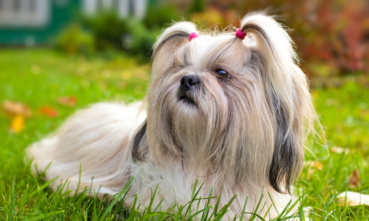 A shih tzu dog with her fur in two pig tails lies in the grass