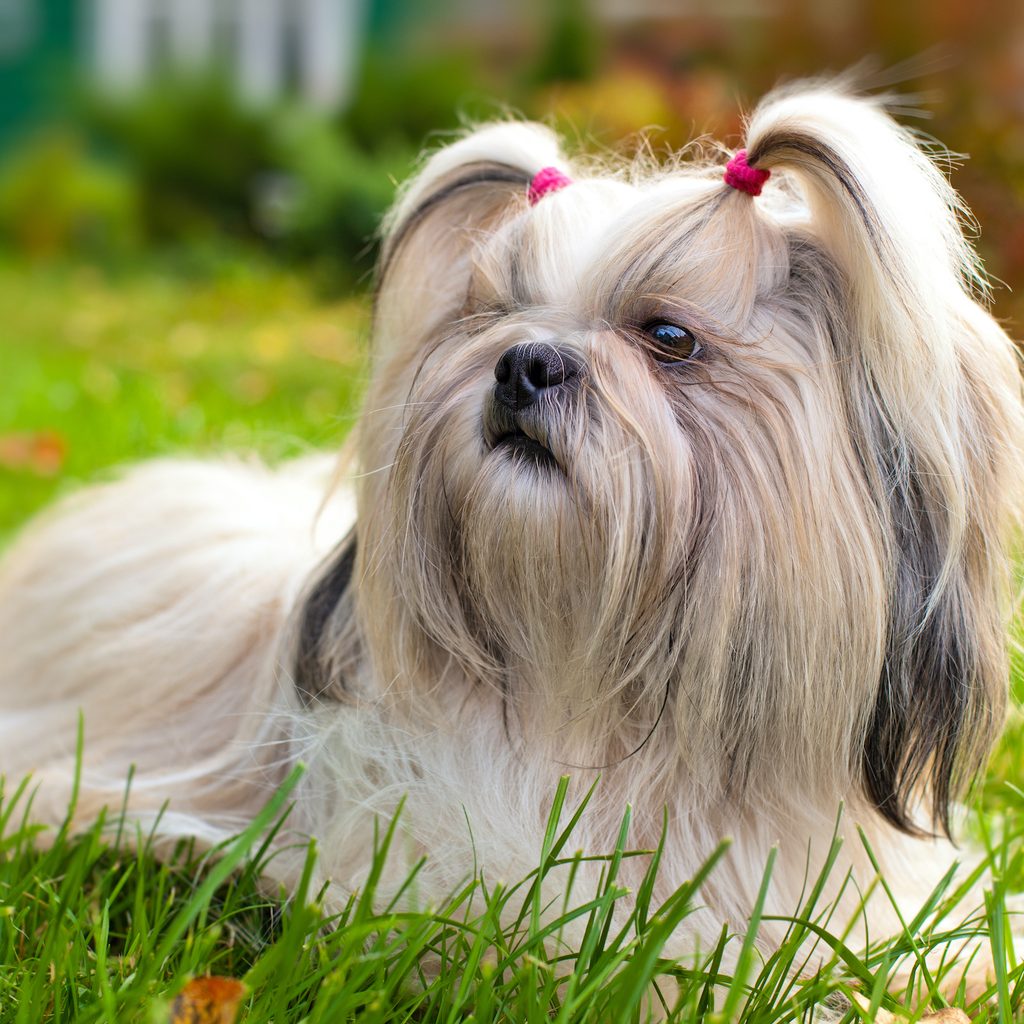 A shih tzu dog with her fur in two pig tails lies in the grass