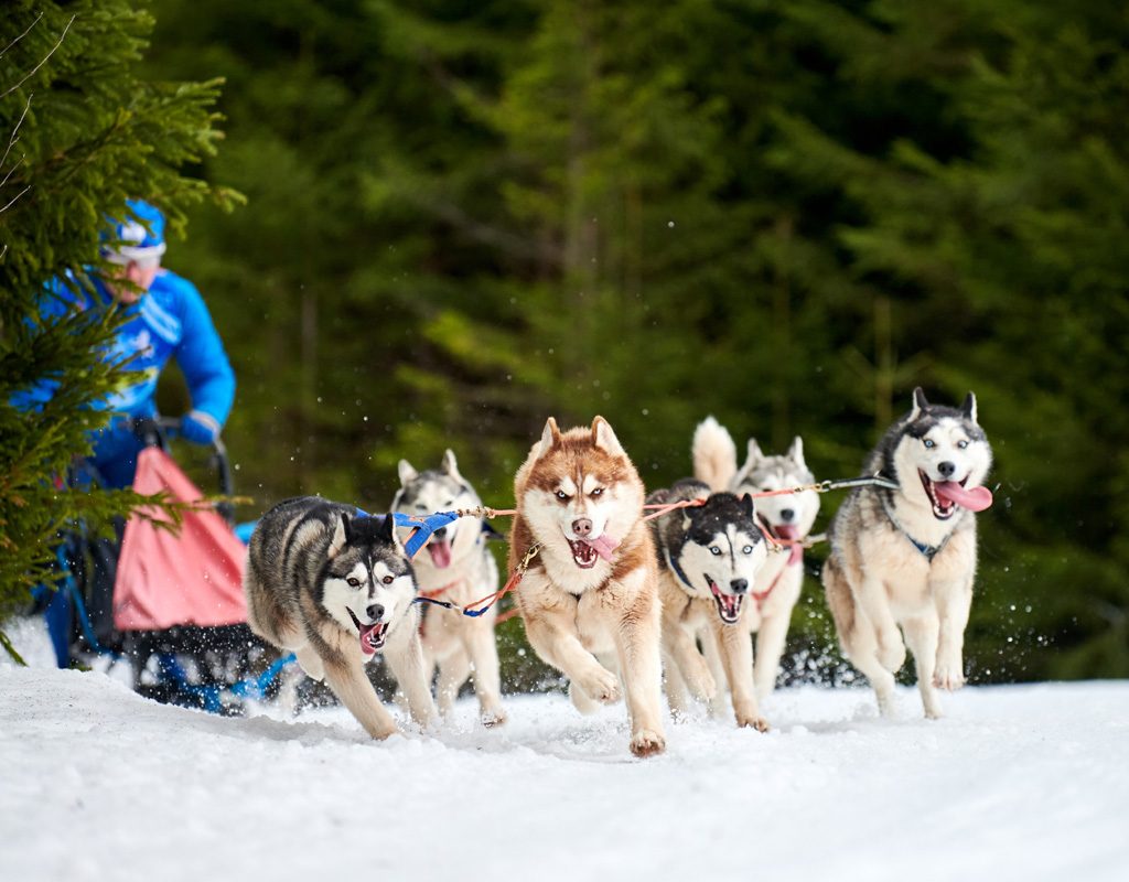 Siberian huskies pulling sled.