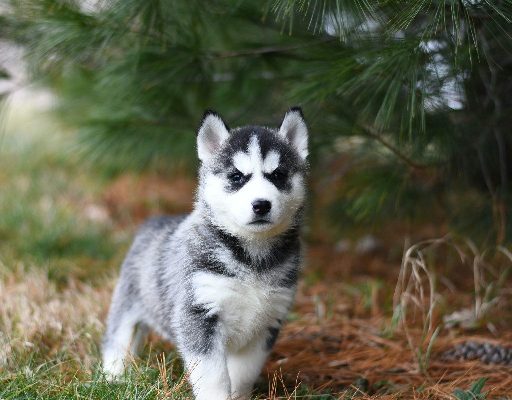 A Siberian husky puppy outside