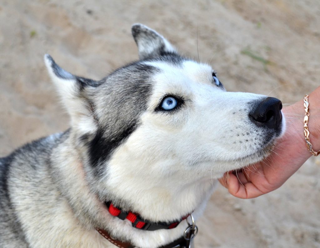 Siberian husky being petted.