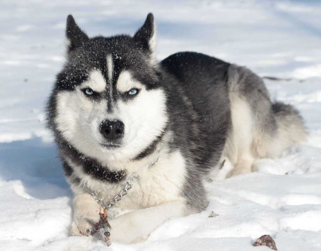Adult Siberian husky in the snow