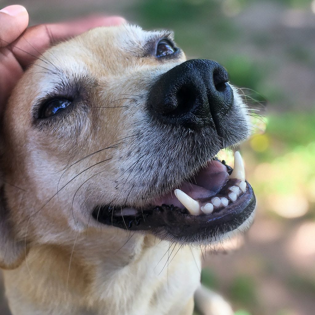 Someone pets a dog's head while the dog opens their mouth