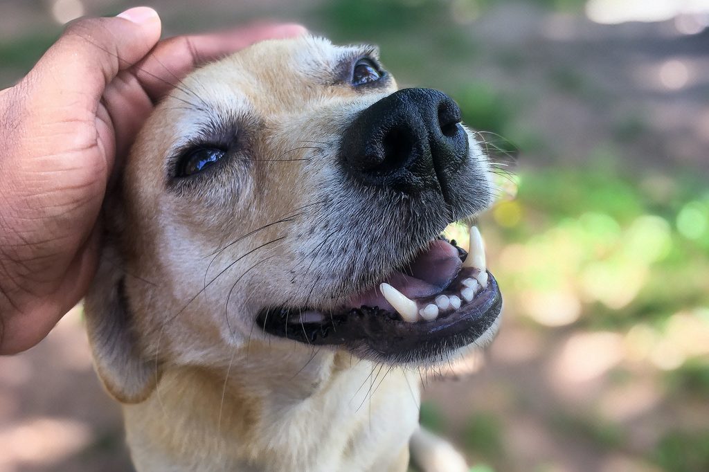 Someone pets a dog's head while the dog opens their mouth