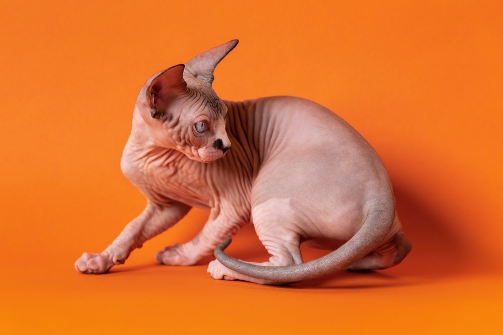 A Sphynx cat chasing her tail against an orange background.