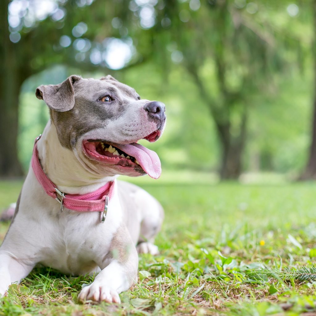 A gray and white Staffordshire Bull Terrier lies in the grass