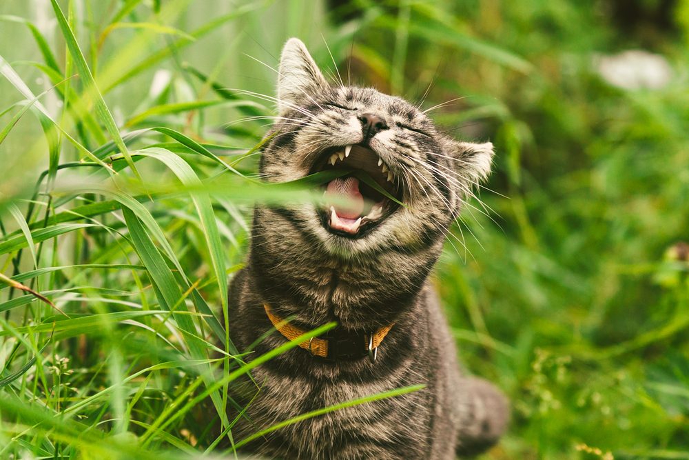 A tabby cat wearing a yellow collar snacking on grass.