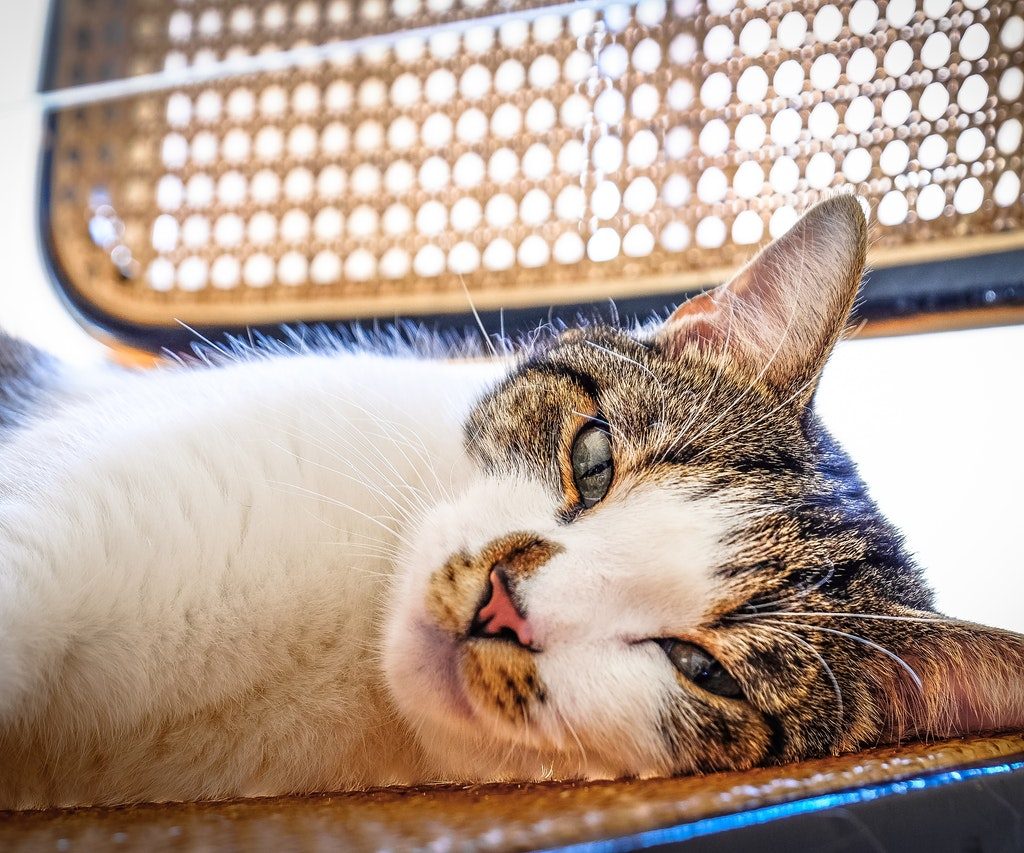 A tabby cat sunning herself on a wicker chair