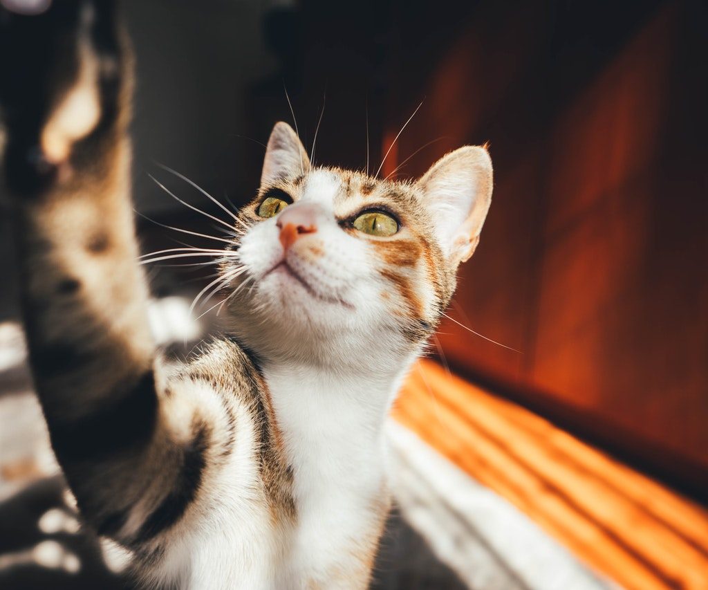 A tabby cat reaching one paw up toward the camera