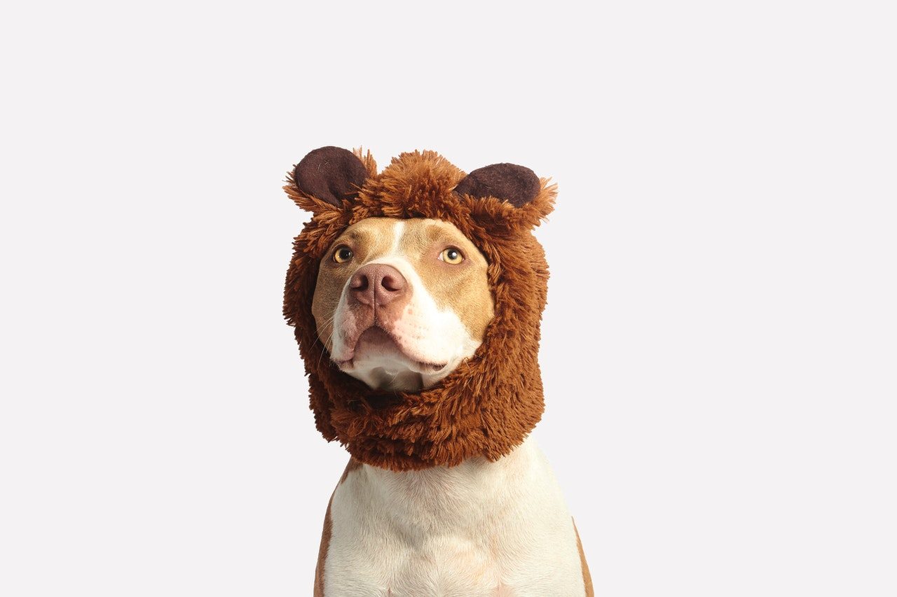 A tan and white pit bull wears a teddy bear hat.
