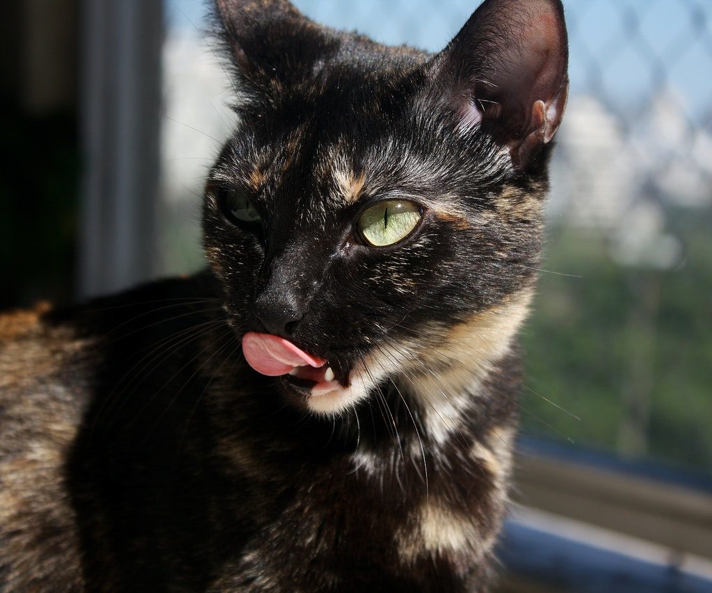 A closeup shot of a tortoiseshell calico licking her lips in the sun.
