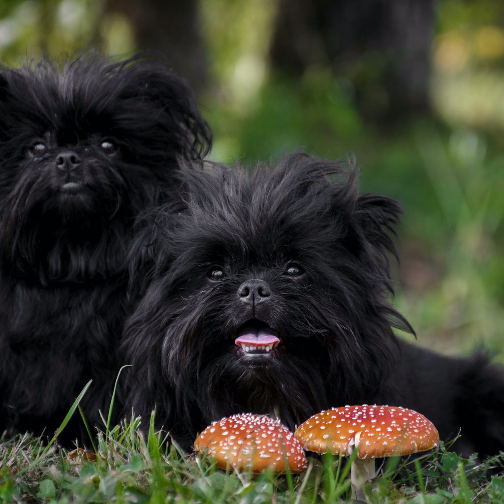 Two black affenpinscher dogs sit in the forest behind two red and white mushrooms.