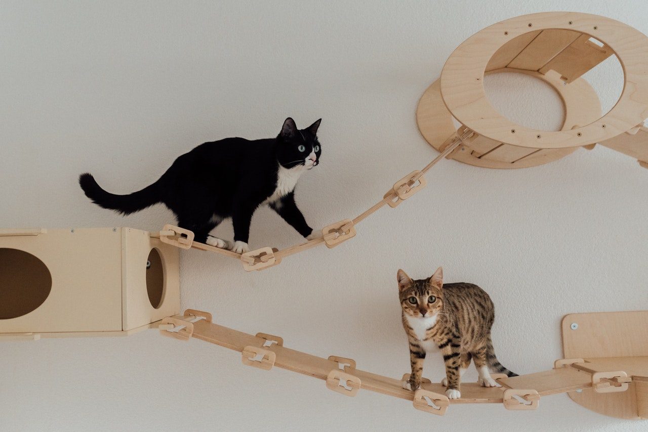 Two cats playing on a wall-mounted playground.