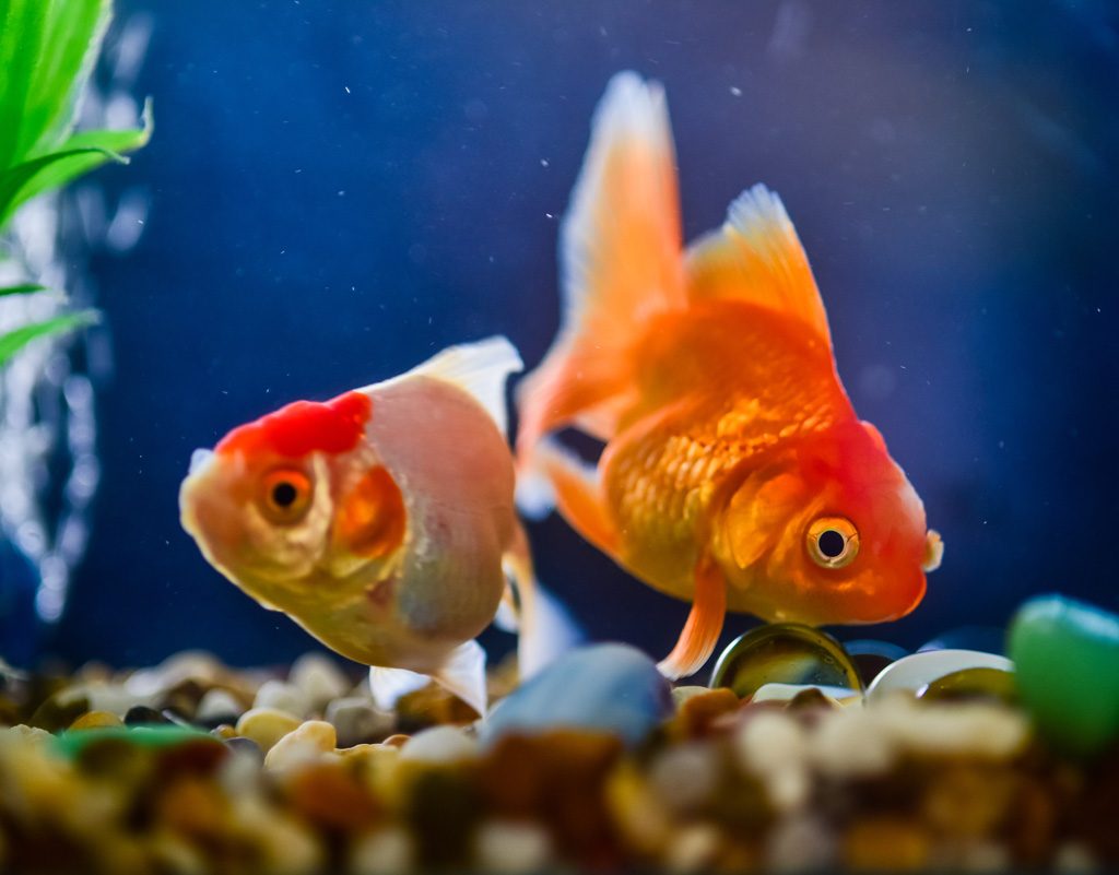Two goldfish hanging out in an aquarium.