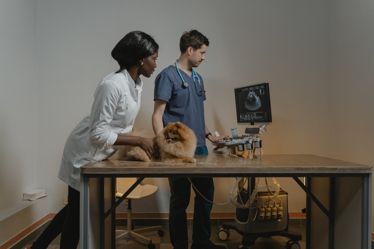 A veterinarian and veterinary nurse perform an ultrasound on a Pomeranian.