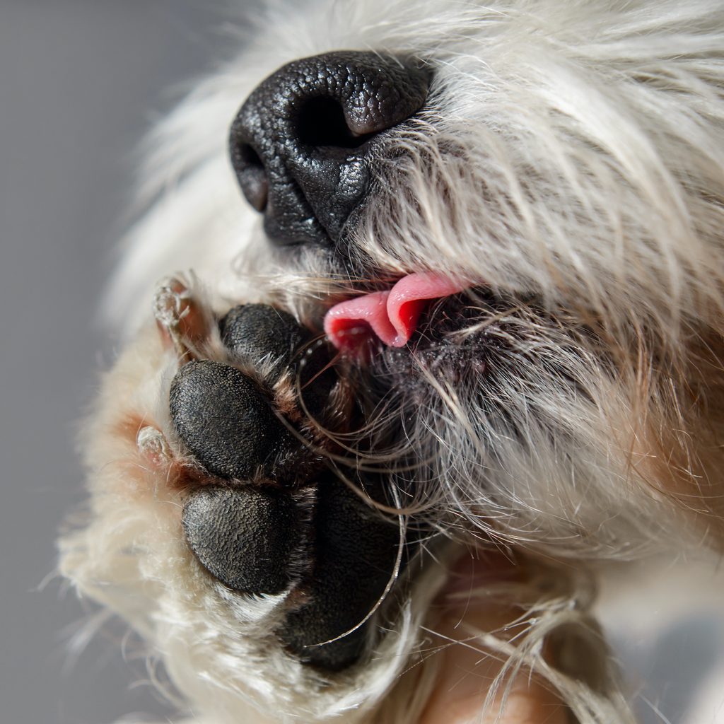 A close-up of a white dog licking his paw
