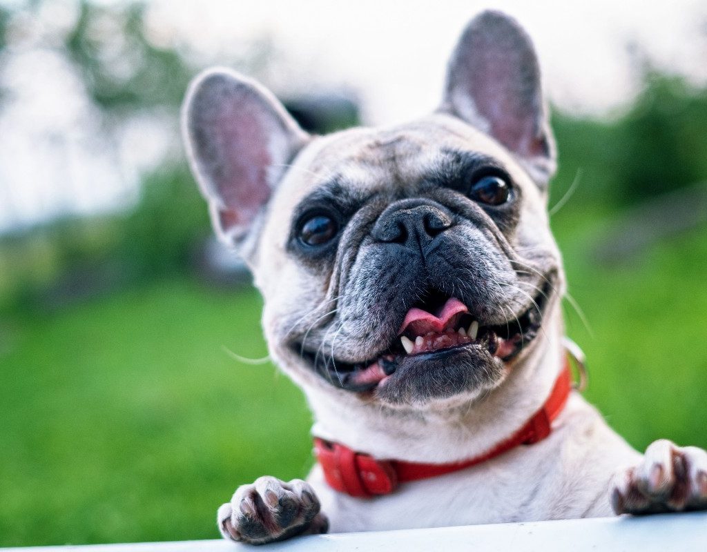 a white french bulldog peering over a ledge