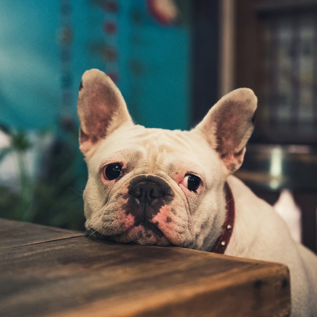 A French Bulldog rests his head on the table while begging