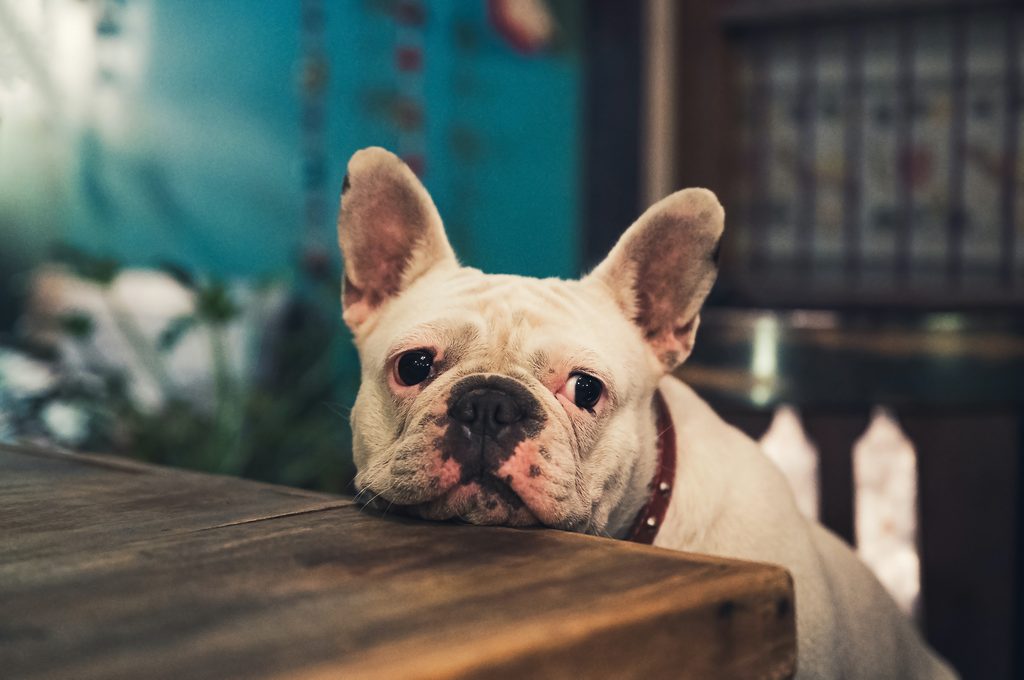 A French Bulldog rests his head on the table while begging