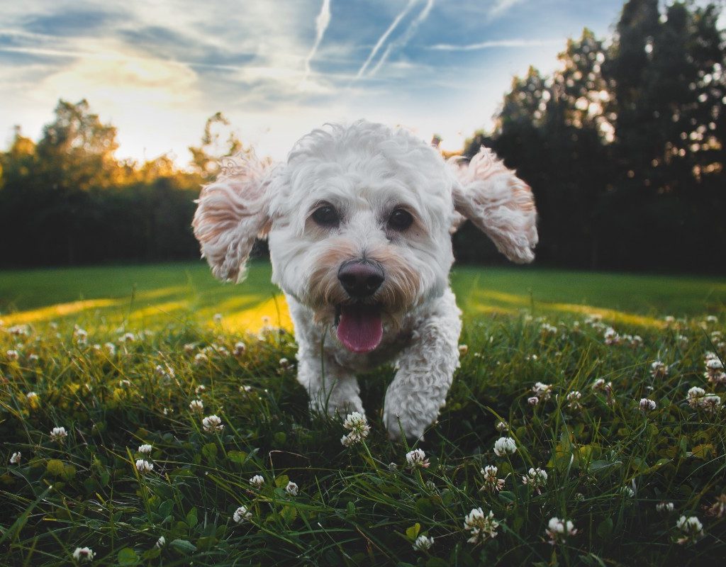 a white poodle walking through the grass