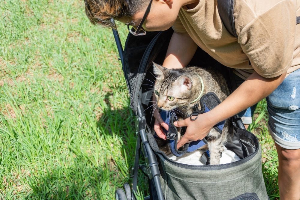 A woman gently loads a tabby cat into a stroller.