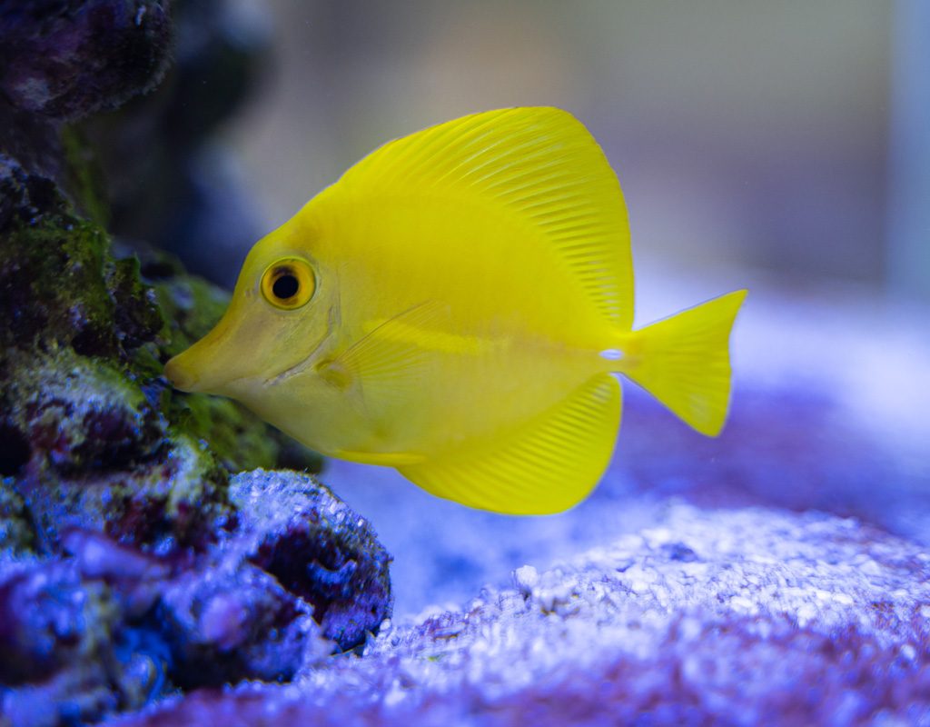 Yellow fish swimming past live rock in tank.