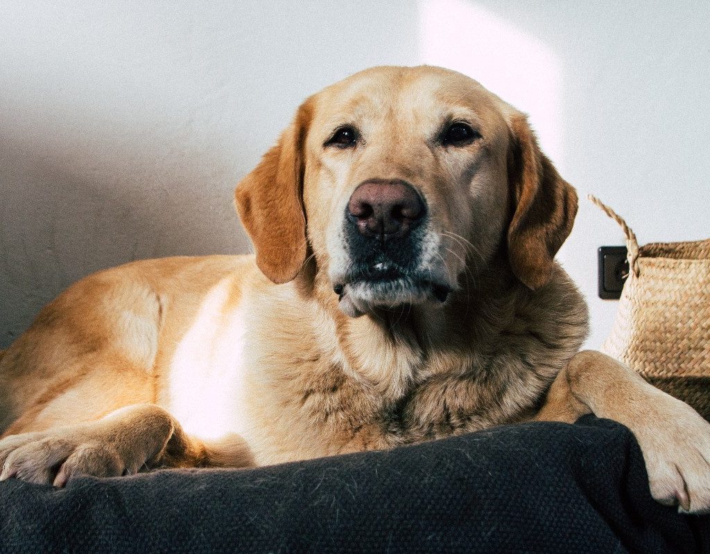 a yellow lab sitting in a dog bed
