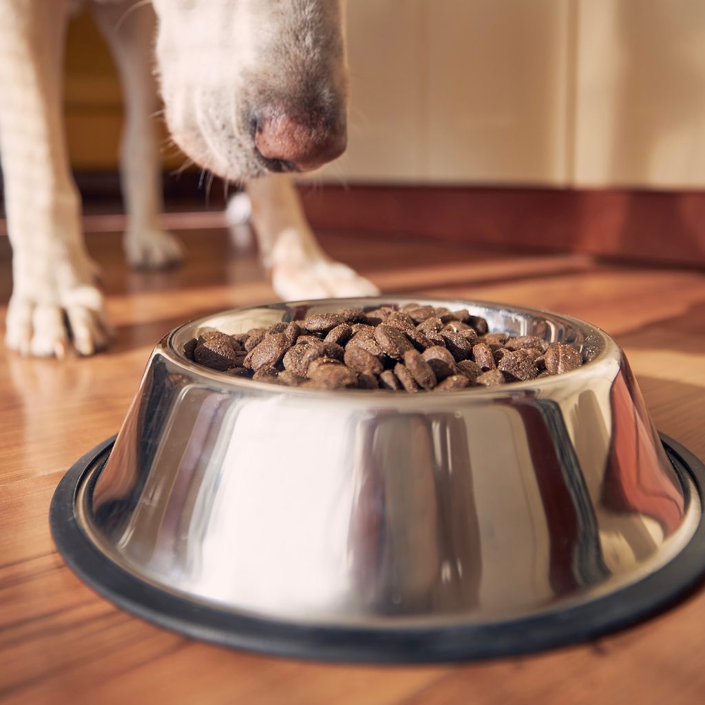 A close-up of a bowl of kibble and the nose of a dog who approaches it