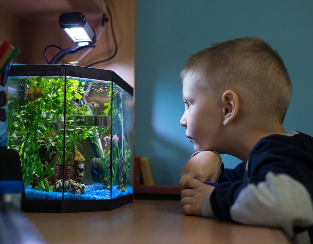 Young boy looking at fish in an aquarium.