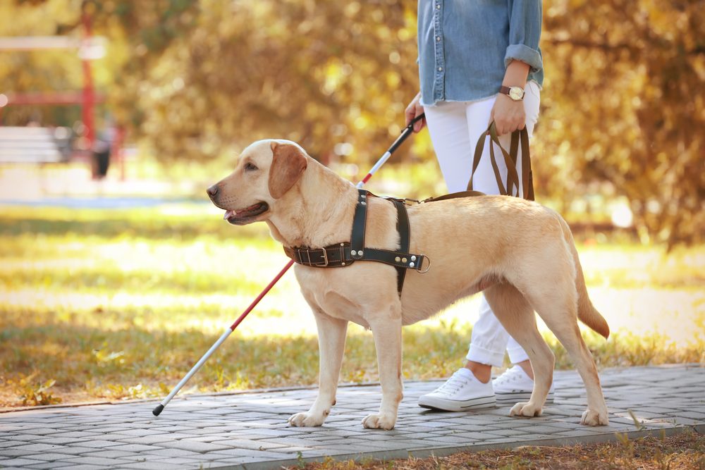 A yellow Labrador guide dog walks with his handler.