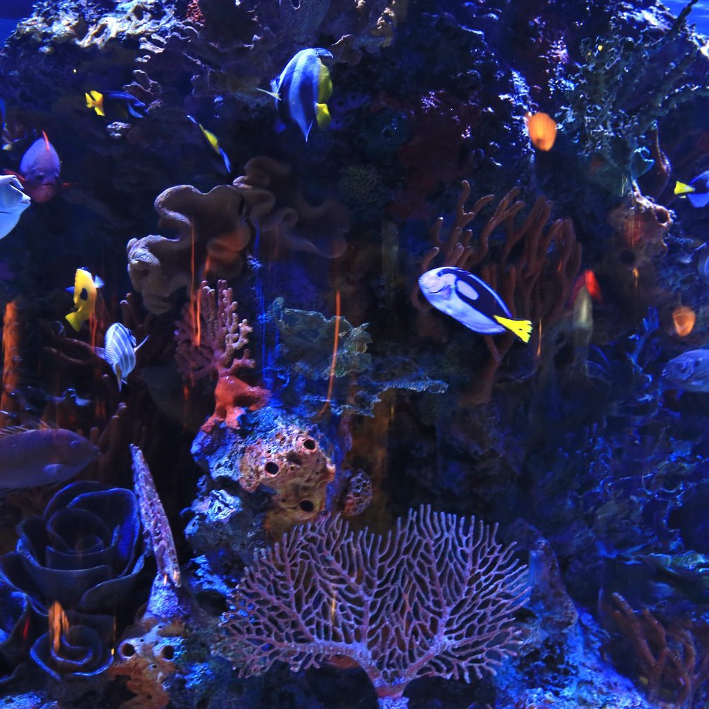 Aquarium full of brightly colored fish