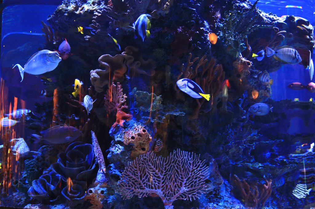 Aquarium full of brightly colored fish
