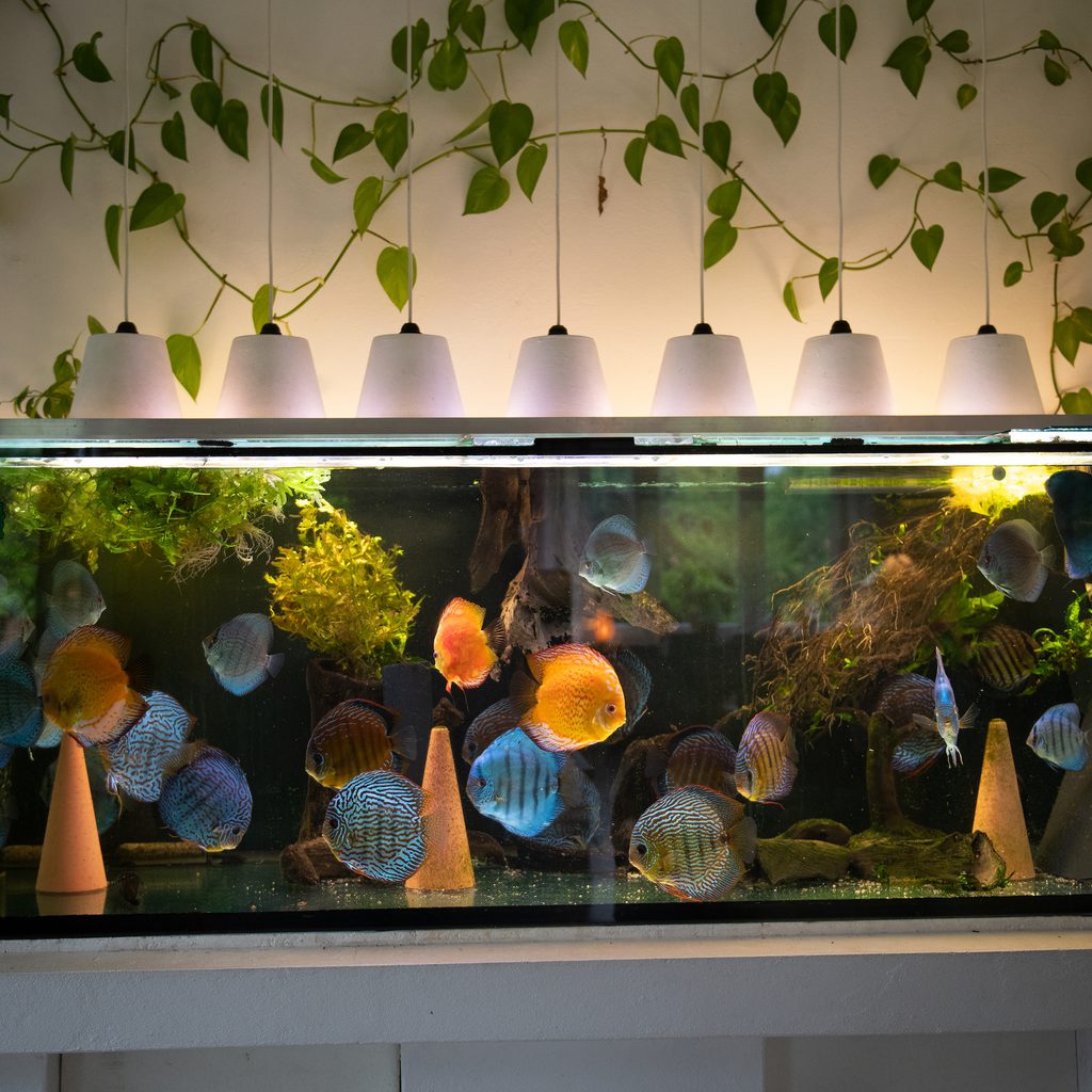 Aquarium in house with plants and controls