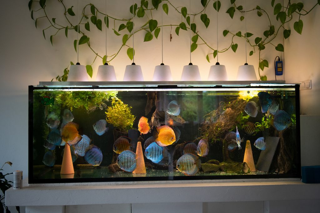 Aquarium in house with plants and controls