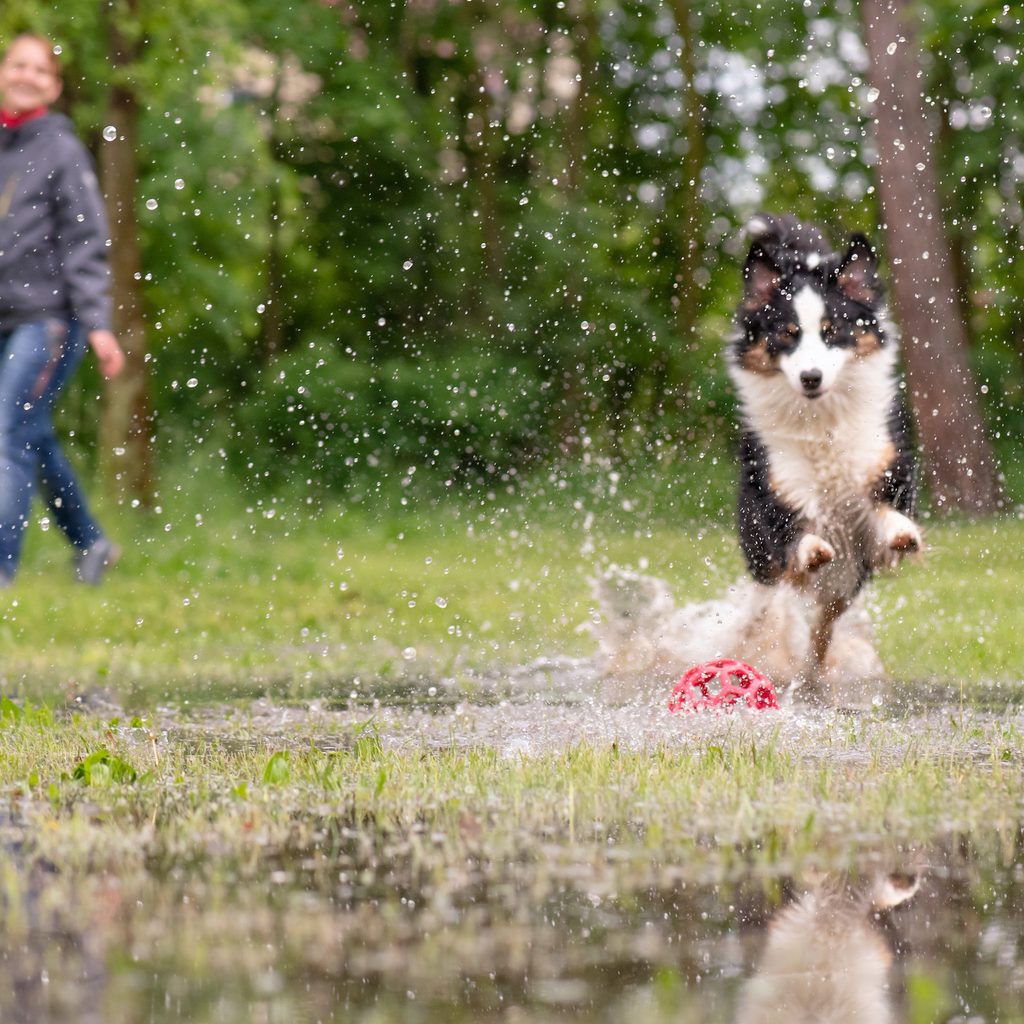 Australian Shepherd Dog with owner playing on green grass at park. Happy Woman and wet Aussie run on watery meadow