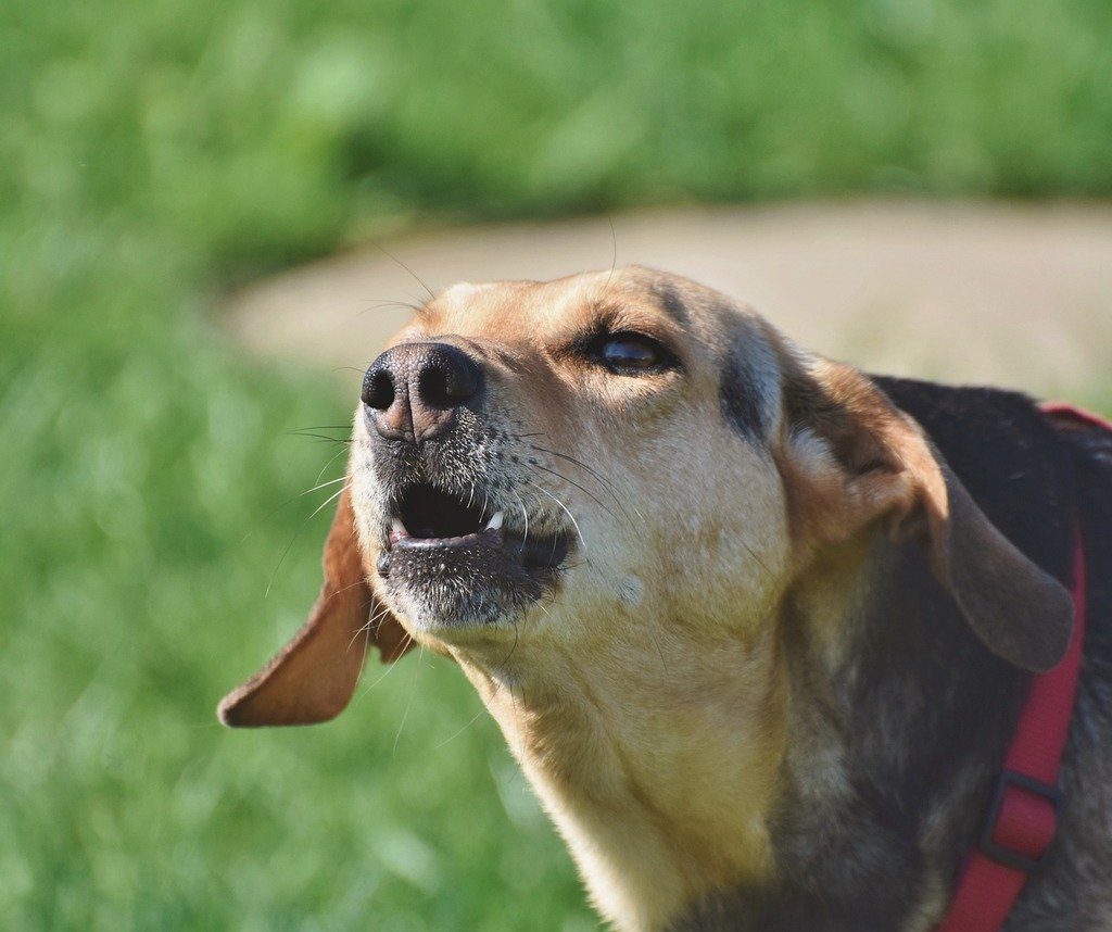 A closeup shot of a barking beagle mix wearing a red collar.