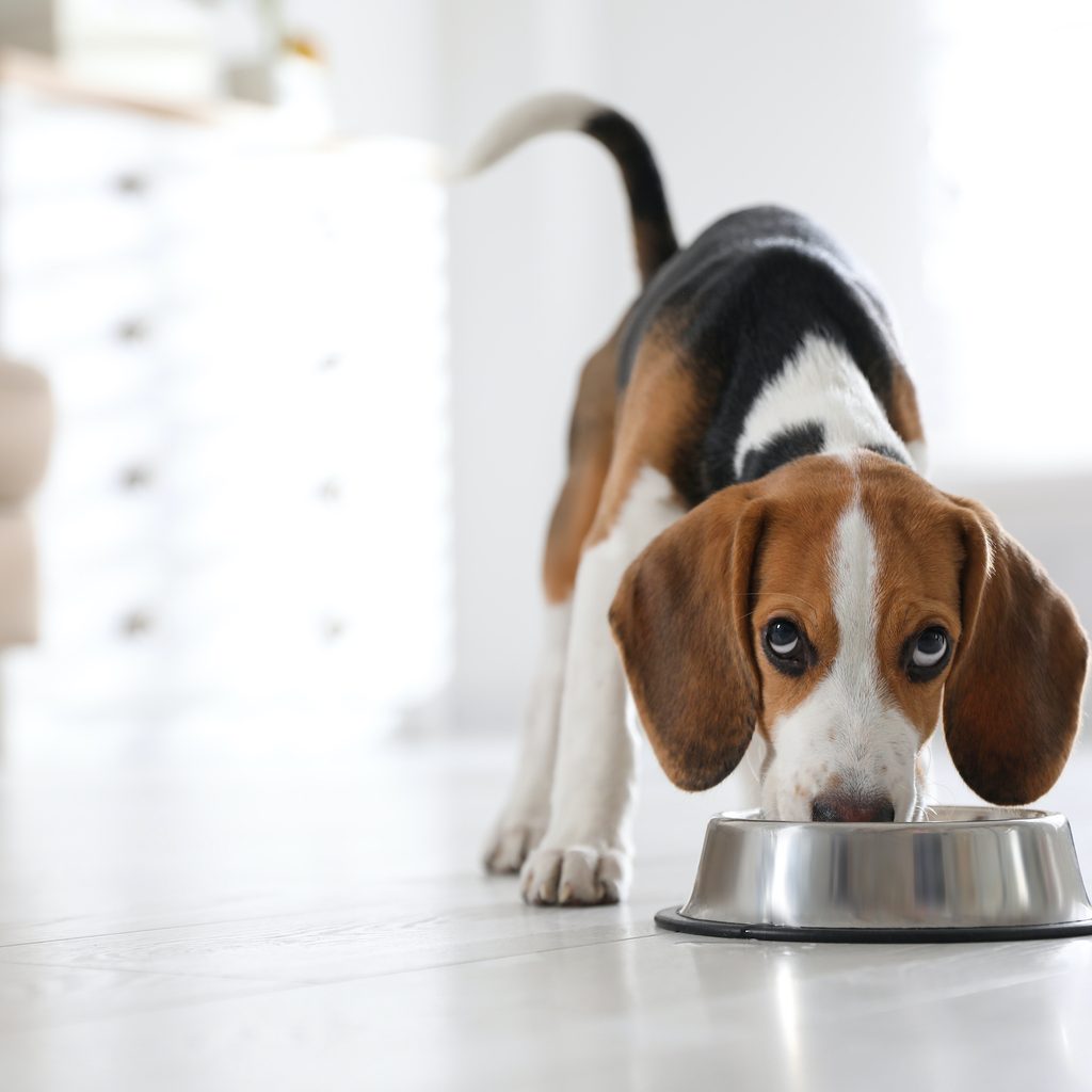 A Beagle puppy eats from a silver food bowl at home