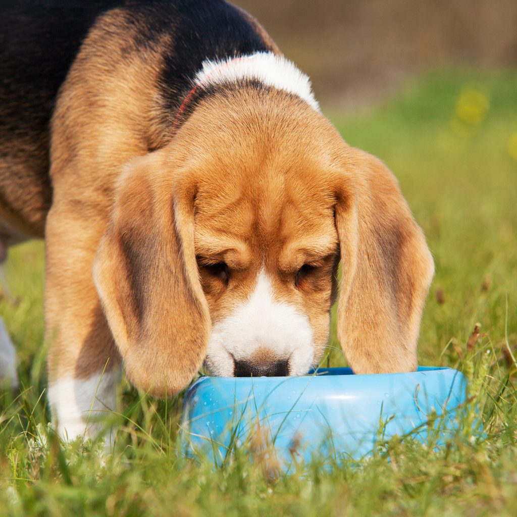 A Beagle puppy eats from a blue food bowl in the grass