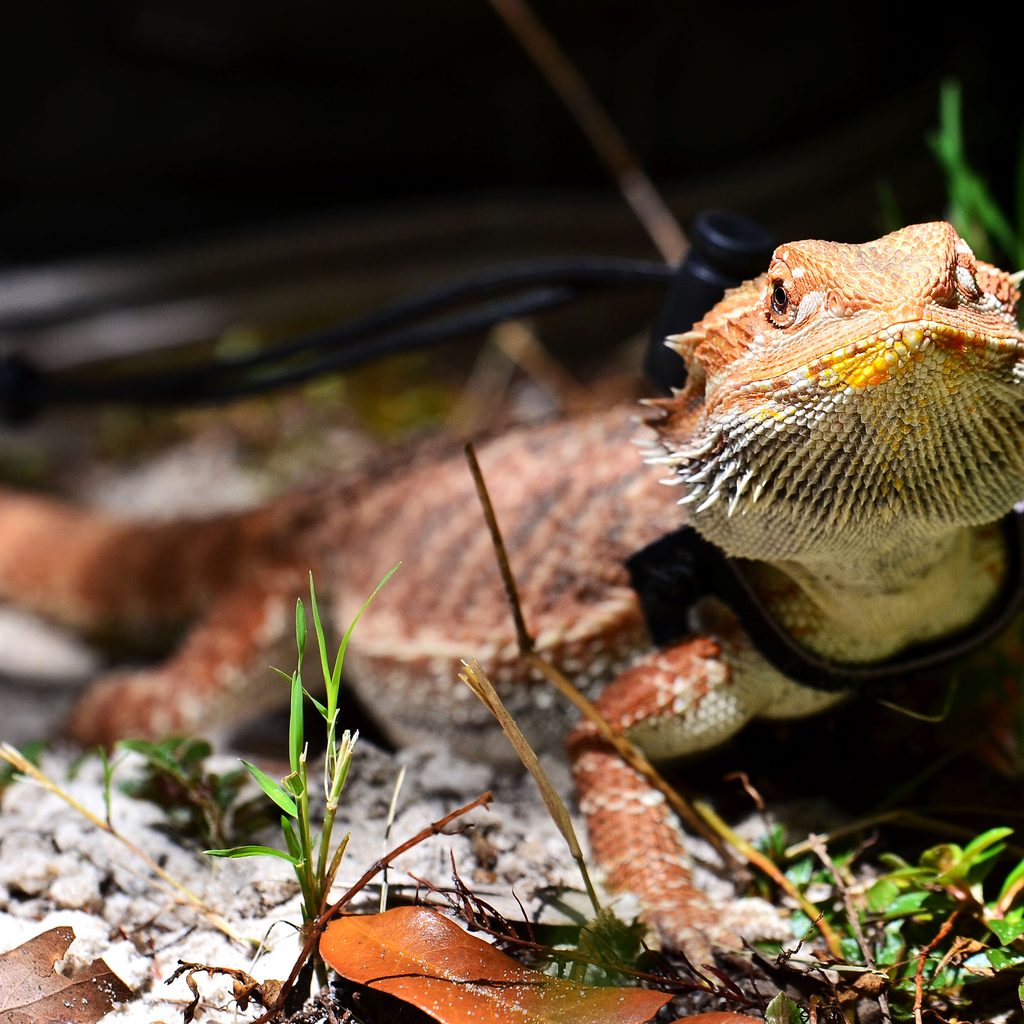 Bearded dragon on a leash with a harness