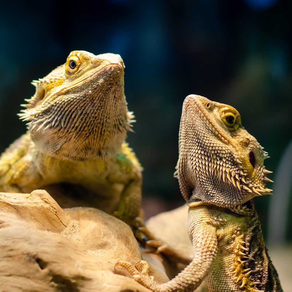 Two bearded dragons sit on a rock