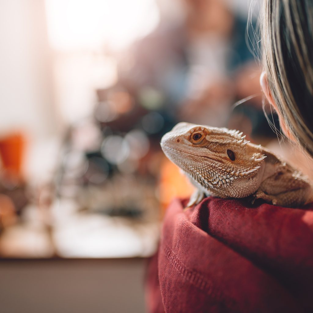 Woman carries her bearded dragon on her shoulder