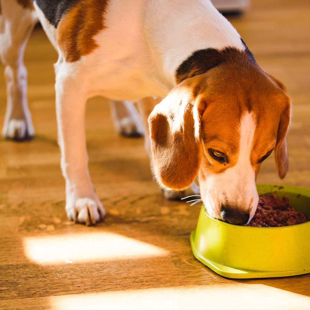 Beagle eating kibble