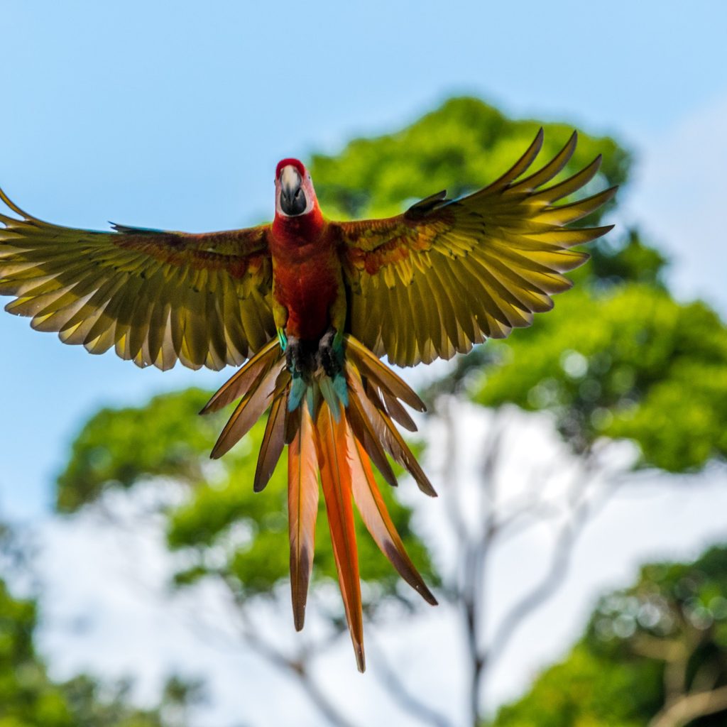 Parrot flies in front of trees in the wild