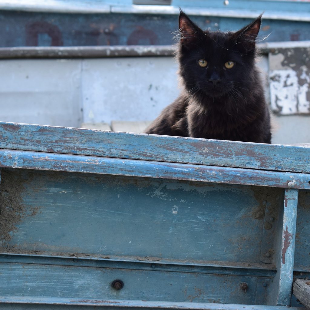 Black cat sitting inside a blue rowboat