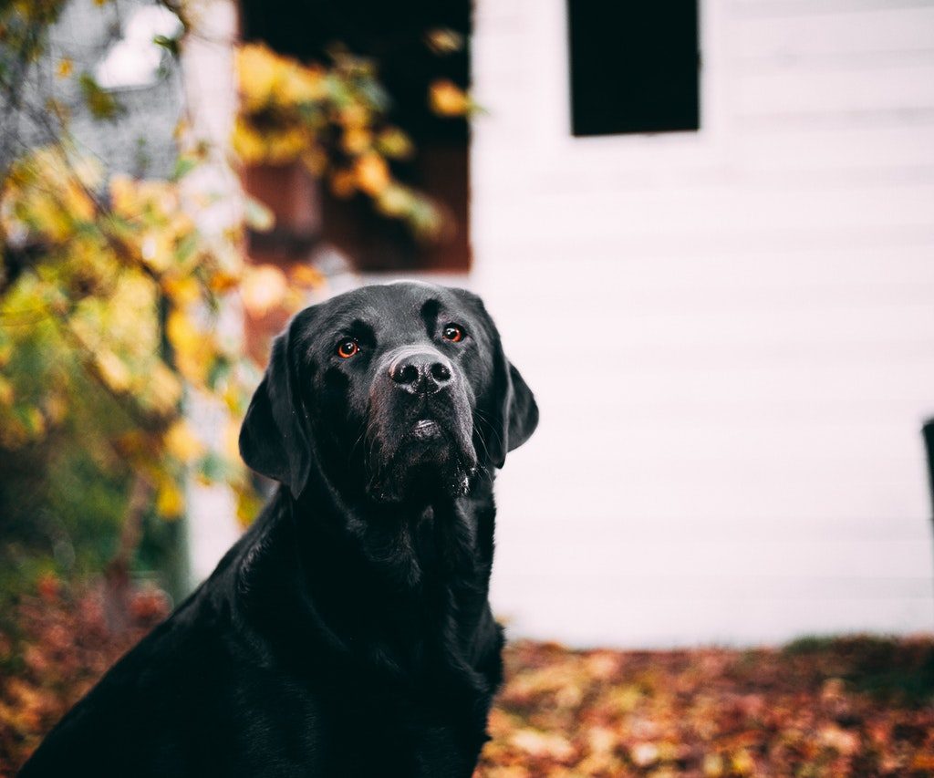 A Black Labrador retriever sitting outside in a yard.