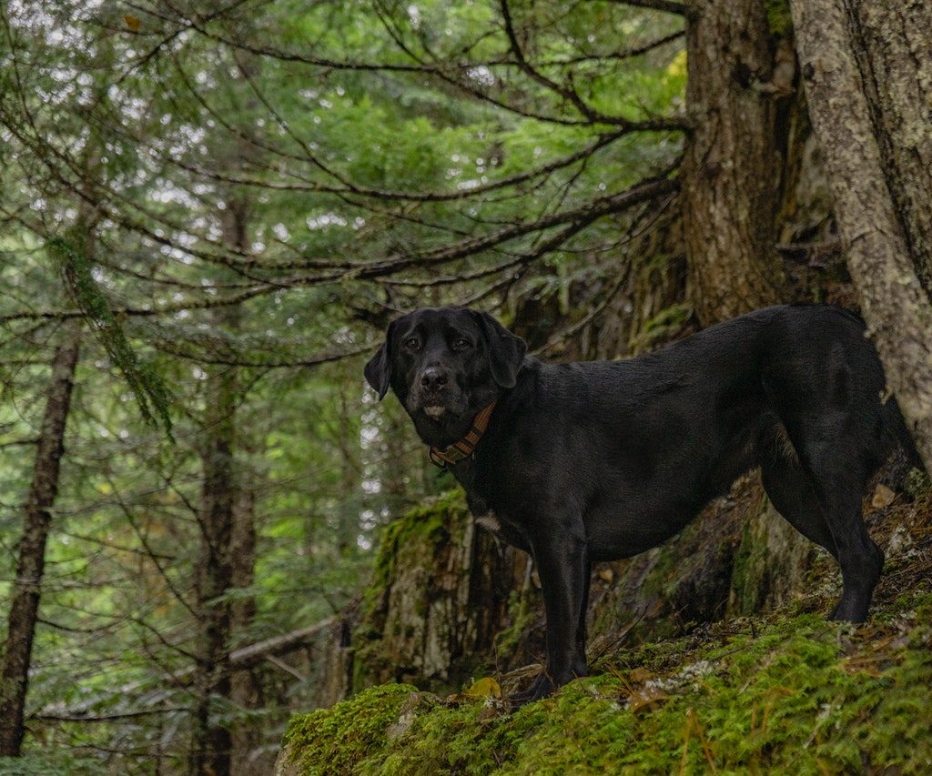 A black lab standing on a tree in a forest.