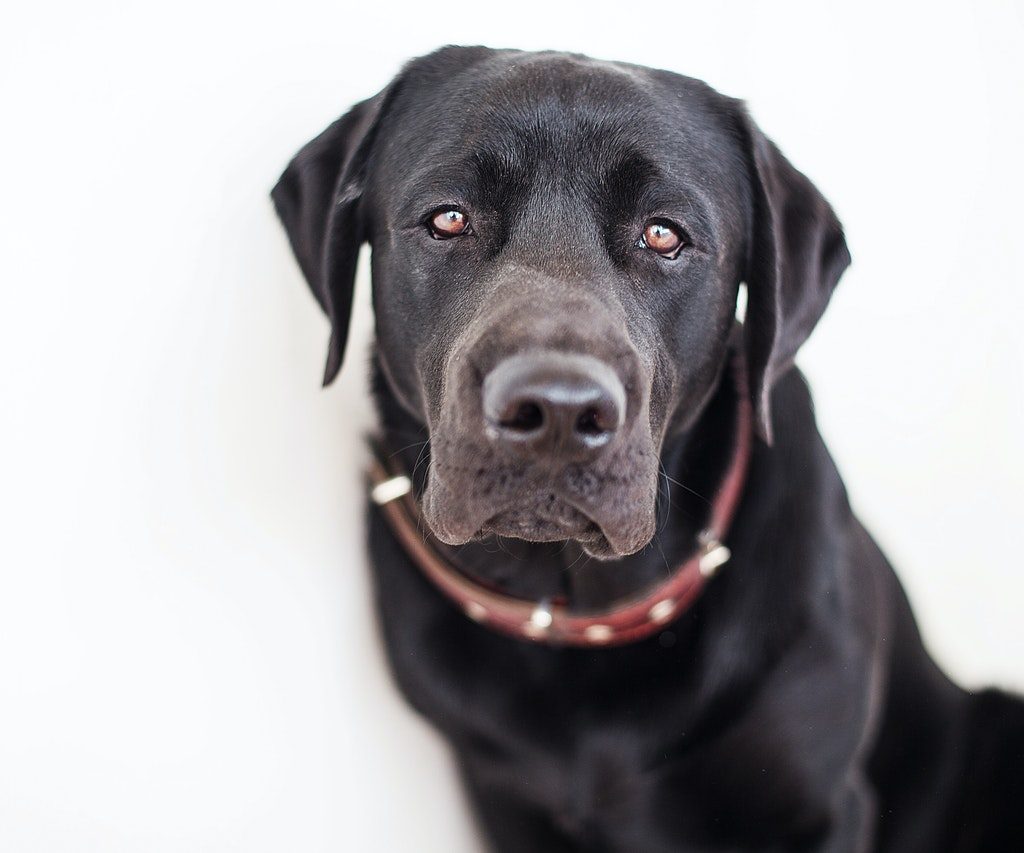A close-up shot of a black Lab wearing a red collar