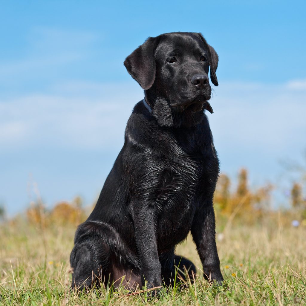 A black Labrador retriever sits in a grassy field before a blue sky