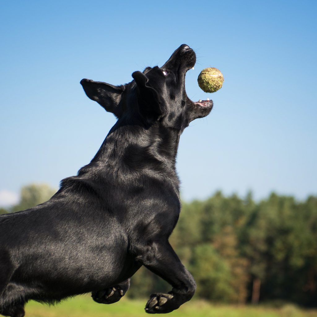 A black Labrador retriever jumps to catch a tennis ball in midair