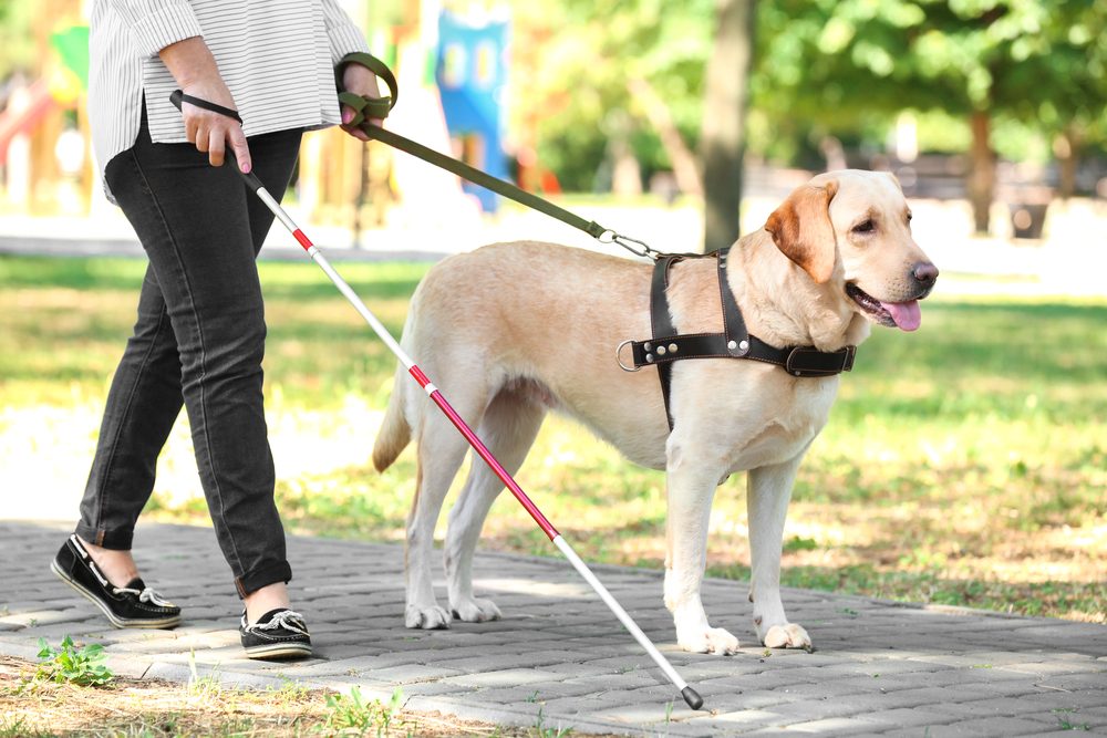 A blind woman walks down a sidewalk with her yellow lab guide dog.